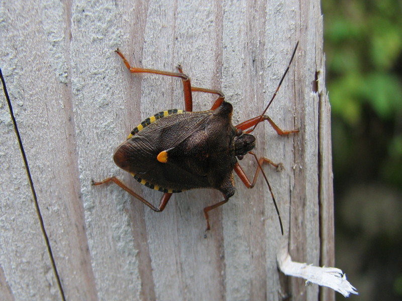 Pentatomidae: Pentatoma rufipes